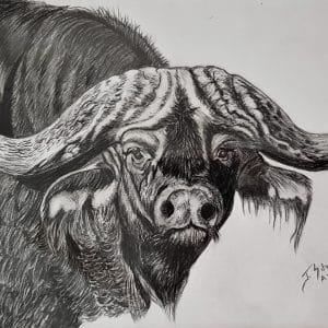 Animal Drawings
