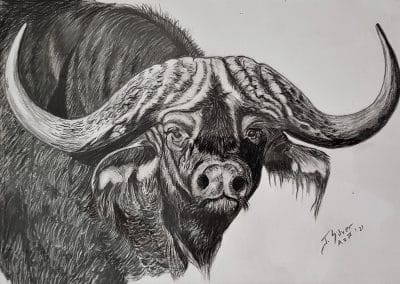 Ronnie's Buffalo, Charcoal Drawing