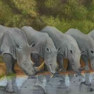 Reflection of a Rhino